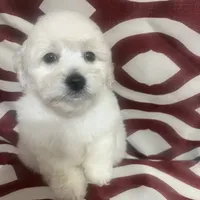 Puppy 1, a male Poodle - Miniature  for sale in Houston, TX – Photo 2 of 7