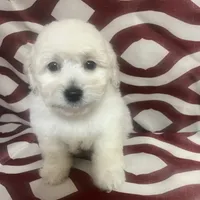 Puppy 1, a male Poodle - Miniature  for sale in Houston, TX – Photo 6 of 7