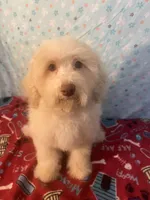 Fire, a male Poodle - Miniature  for sale in Houston, TX – Photo 5 of 10