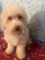 Fire, a male Poodle - Miniature  for sale in Houston, TX – Photo 6 of 10