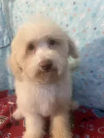 Fire, a male Poodle - Miniature  for sale in Houston, TX – Photo 3 of 10