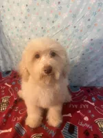 Fire, a male Poodle - Miniature  for sale in Houston, TX – Photo 8 of 10