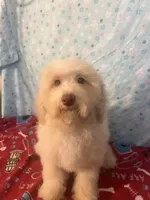 Fire, a male Poodle - Miniature  for sale in Houston, TX – Photo 7 of 10