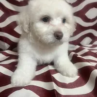 Puppy 4, a male Poodle - Miniature  for sale in Houston, TX – Photo 6 of 8