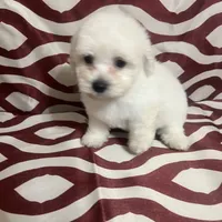 Puppy 4, a male Poodle - Miniature  for sale in Houston, TX – Photo 2 of 8
