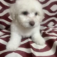 Puppy 4, a male Poodle - Miniature  for sale in Houston, TX – Photo 8 of 8