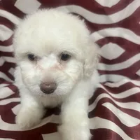 Puppy 4, a male Poodle - Miniature  for sale in Houston, TX – Photo 3 of 8