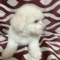 Puppy 4, a male Poodle - Miniature  for sale in Houston, TX – Photo 5 of 8