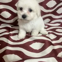 Puppy 4, a male Poodle - Miniature  for sale in Houston, TX – Photo 1 of 8