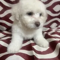 Puppy 4, a male Poodle - Miniature  for sale in Houston, TX – Photo 7 of 8