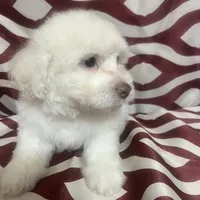 Puppy 4, a male Poodle - Miniature  for sale in Houston, TX – Photo 4 of 8