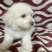 Puppy 2, a male Poodle - Miniature  for sale in Houston, TX – Photo 2 of 6