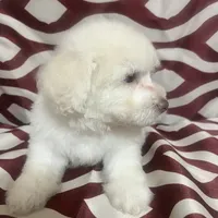 Puppy 2, a male Poodle - Miniature  for sale in Houston, TX – Photo 4 of 6