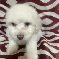Puppy 2, a male Poodle - Miniature  for sale in Houston, TX – Photo 3 of 6
