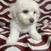 Puppy 2, a male Poodle - Miniature  for sale in Houston, TX – Photo 6 of 6