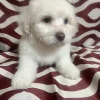 Puppy 2, a male Poodle - Miniature  for sale in Houston, TX – Photo 1 of 6