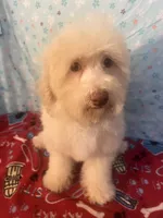 Fire, a male Poodle - Miniature  for sale in Houston, TX – Photo 9 of 10