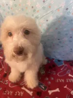 Fire, a male Poodle - Miniature  for sale in Houston, TX – Photo 2 of 10