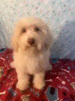 Fire, a male Poodle - Miniature  for sale in Houston, TX – Photo 10 of 10