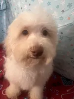 Fire, a male Poodle - Miniature  for sale in Houston, TX – Photo 1 of 10