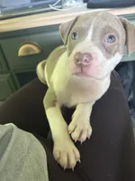 6th born male, a male American Bully and American Pit Bull Terrier for sale in Windsor Locks, CT – 1 of 9