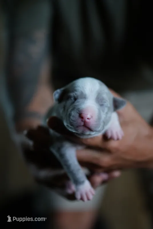 Female 8th Born Merle – American Bully, American Pit Bull Terrier puppy for sale in Windsor Locks, CT
