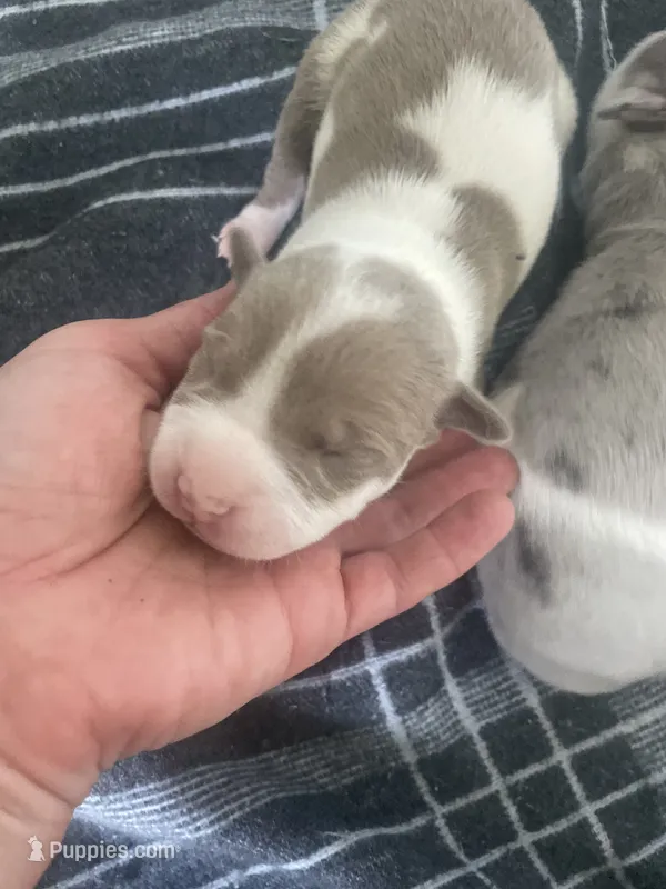 6th born male – American Bully, American Pit Bull Terrier puppy for sale in Windsor Locks, CT
