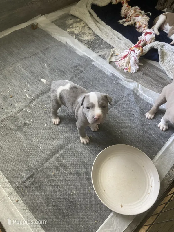 Female 8th Born Merle – American Bully, American Pit Bull Terrier puppy for sale in Windsor Locks, CT