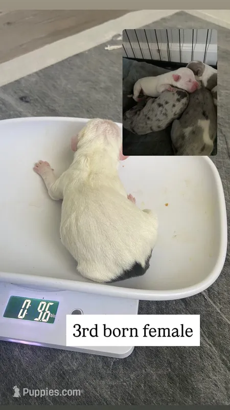 3rd born female – American Bully, American Pit Bull Terrier puppy for sale in Windsor Locks, CT