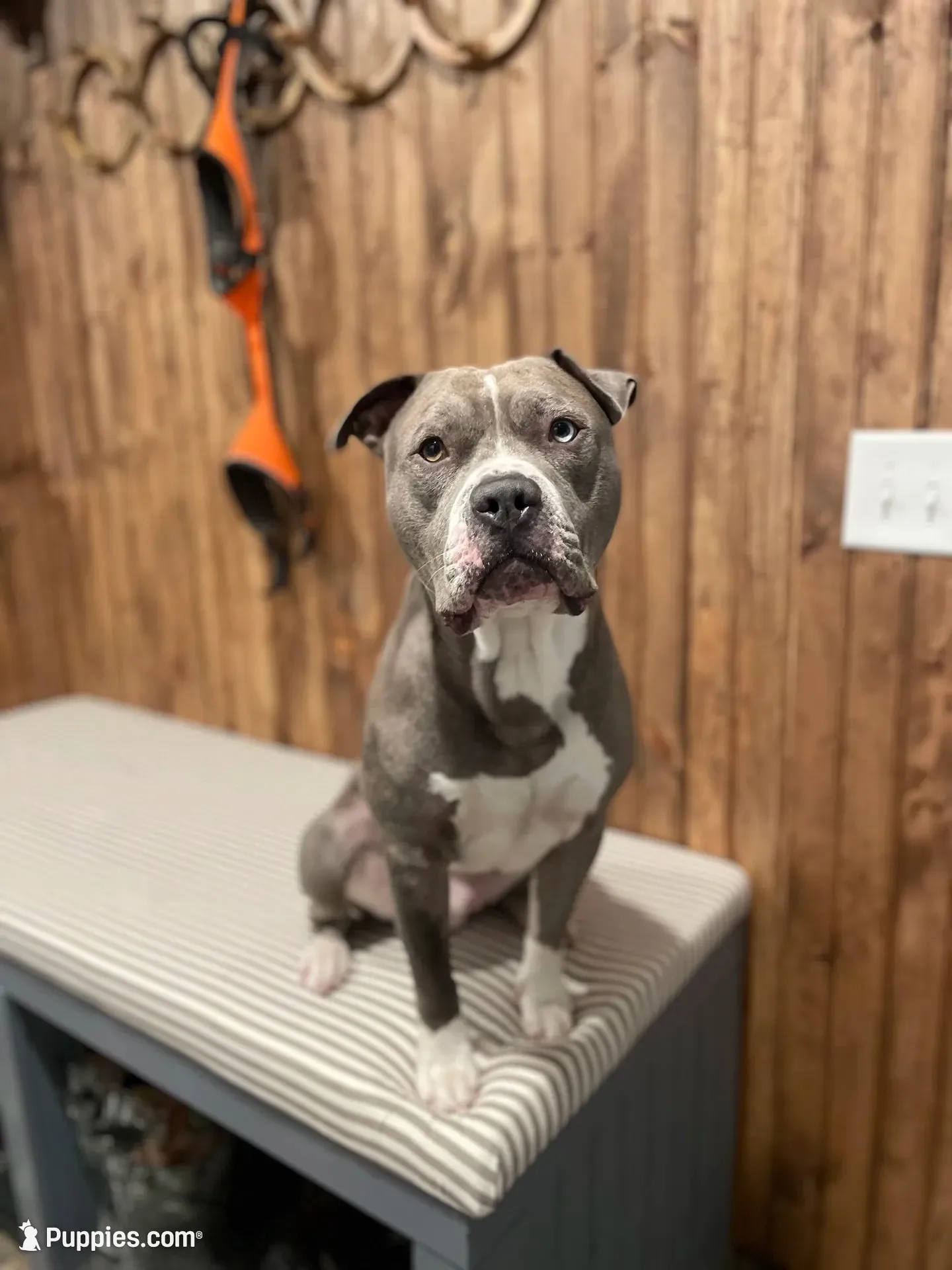 Female 4th born merle, a female American Bully and American Pit Bull Terrier for sale in Windsor Locks, CT – 4 of 5