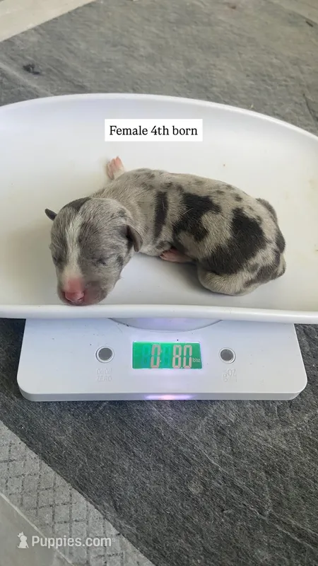 Female 4th born merle – American Bully, American Pit Bull Terrier puppy for sale in Windsor Locks, CT