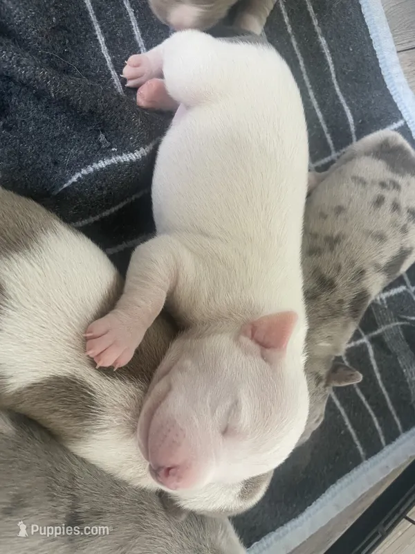 3rd born female – American Bully, American Pit Bull Terrier puppy for sale in Windsor Locks, CT