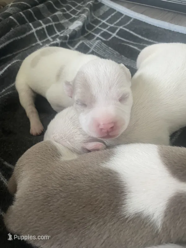 7th born female – American Bully, American Pit Bull Terrier puppy for sale in Windsor Locks, CT