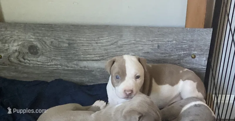 First born male  – American Bully, American Pit Bull Terrier puppy for sale in Windsor Locks, CT
