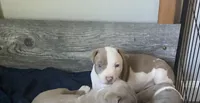 First born male , a male American Bully and American Pit Bull Terrier for sale in Windsor Locks, CT – 1 of 3