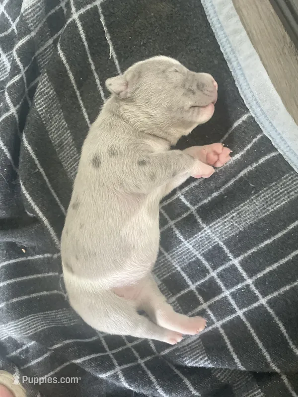 Female 8th Born Merle – American Bully, American Pit Bull Terrier puppy for sale in Windsor Locks, CT