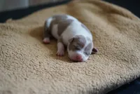 6th born male, a male American Bully and American Pit Bull Terrier for sale in Windsor Locks, CT – 8 of 9