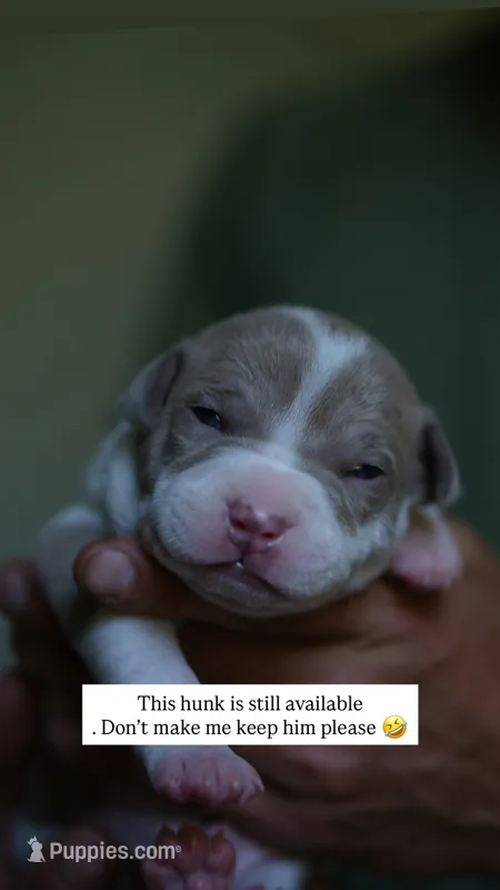 6th born male – American Bully, American Pit Bull Terrier puppy for sale in Windsor Locks, CT
