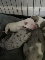 3rd born female, a female American Bully and American Pit Bull Terrier for sale in Windsor Locks, CT – 2 of 3
