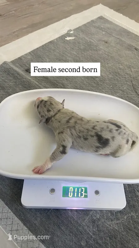 Female second born merle – American Bully, American Pit Bull Terrier puppy for sale in Windsor Locks, CT