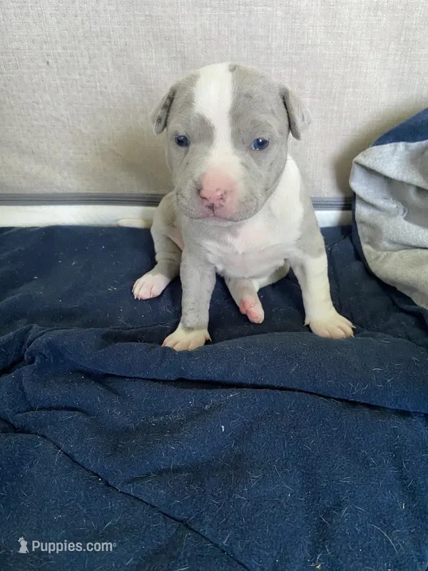 Female 8th Born Merle – American Bully, American Pit Bull Terrier puppy for sale in Windsor Locks, CT