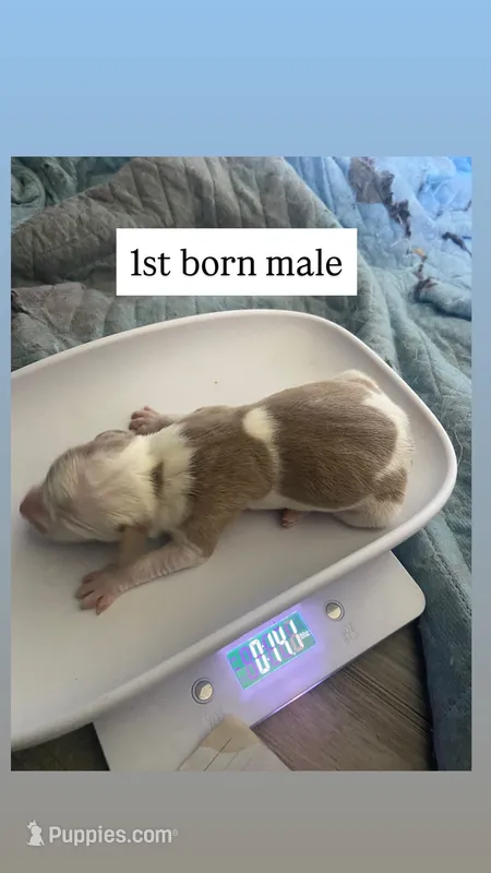 1st born male – American Bully, American Pit Bull Terrier puppy for sale in Windsor Locks, CT