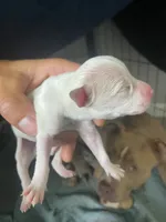7th born female, a female American Bully and American Pit Bull Terrier for sale in Windsor Locks, CT – 2 of 2