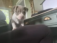 6th born male, a male American Bully and American Pit Bull Terrier for sale in Windsor Locks, CT – 2 of 9