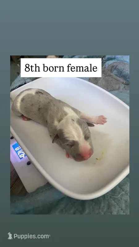 Merle Female 8th born – American Bully, American Pit Bull Terrier puppy for sale in Windsor Locks, CT
