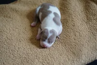 6th born male, a male American Bully and American Pit Bull Terrier for sale in Windsor Locks, CT – 9 of 9
