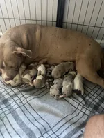 6th born male, a female American Bully and American Pit Bull Terrier for sale in Windsor Locks, CT – 2 of 2