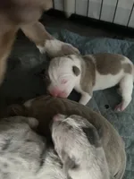 1st born male, a female American Bully and American Pit Bull Terrier for sale in Windsor Locks, CT – 2 of 2