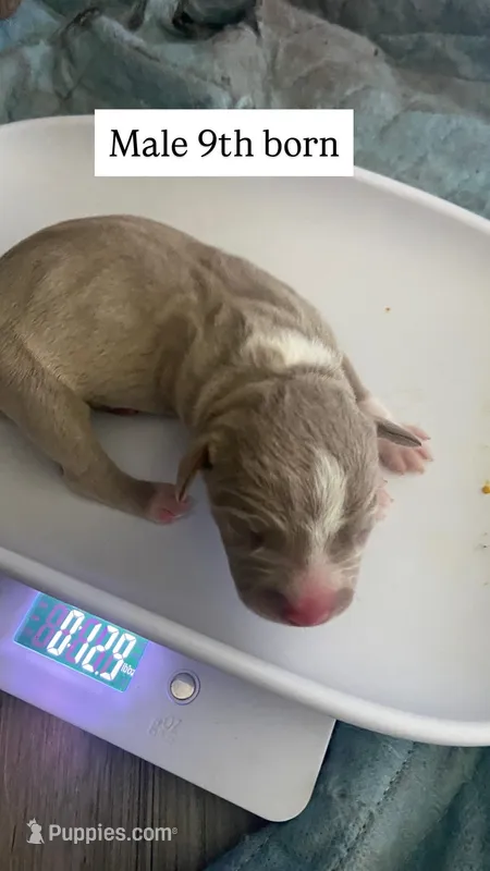 9th Born Fawn Male – American Bully, American Pit Bull Terrier puppy for sale in Windsor Locks, CT