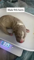 9th Born Fawn Male, a male American Bully and American Pit Bull Terrier for sale in Windsor Locks, CT – 1 of 2